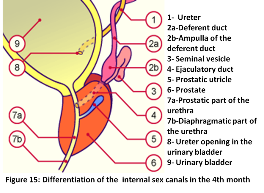 Differentiation Of The Accessory Sex Glands Development Of Genitalia